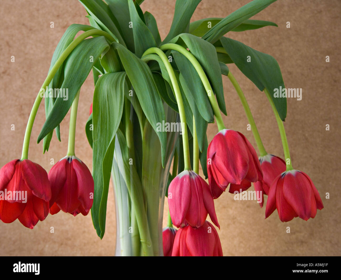 Avvizzimento dei tulipani Foto Stock