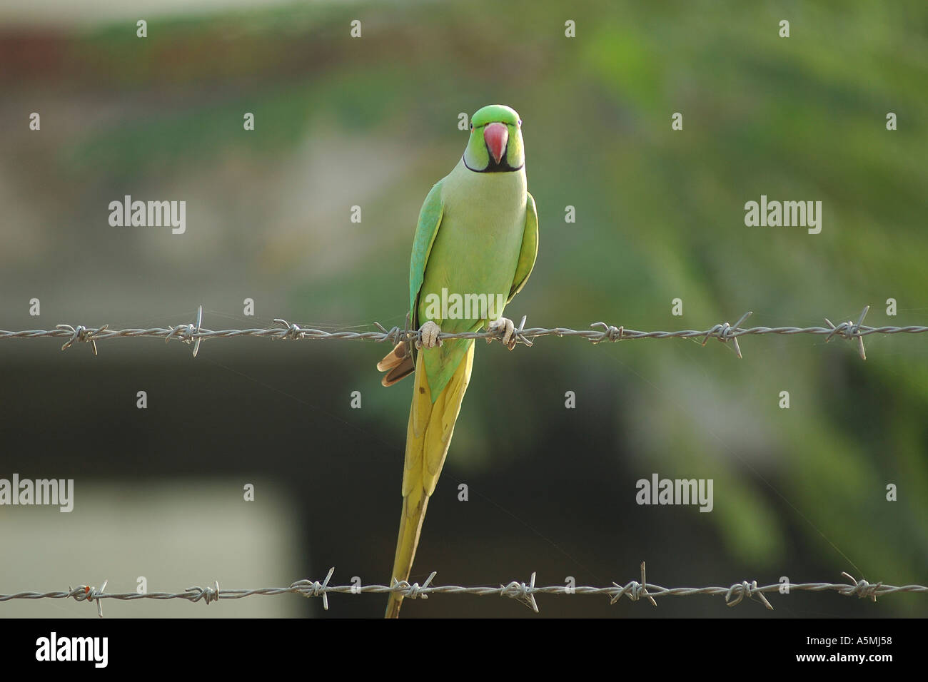 RAJ98831 un unico colore verde pappagallo seduto su un filo Foto Stock