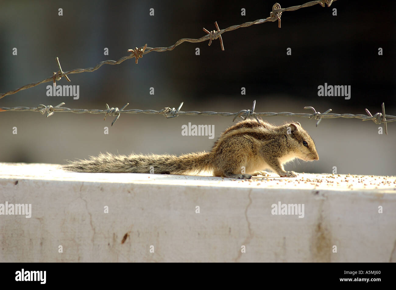 RAJ98834 uno scoiattolo singola seduta su una battuta Foto Stock