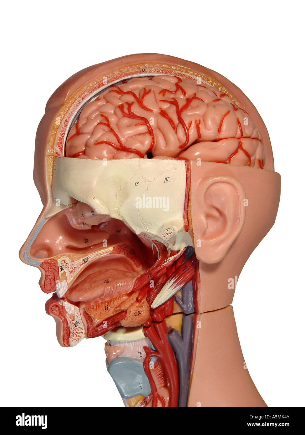 Anatomia Anatomiemodell modello testa umana all'interno Foto Stock