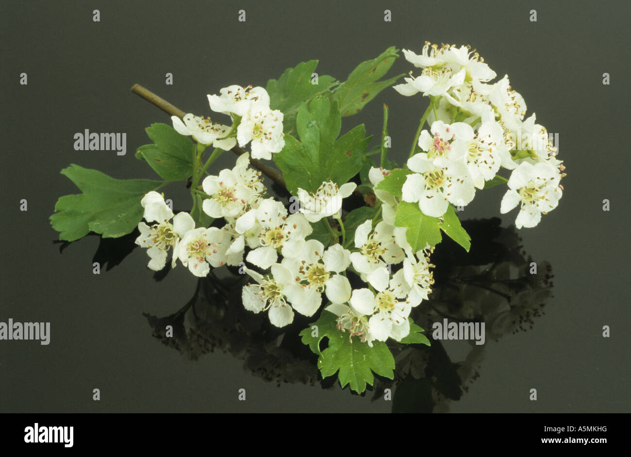 Crataegus, chiamato biancospino, thornapple, hawberry Foto Stock