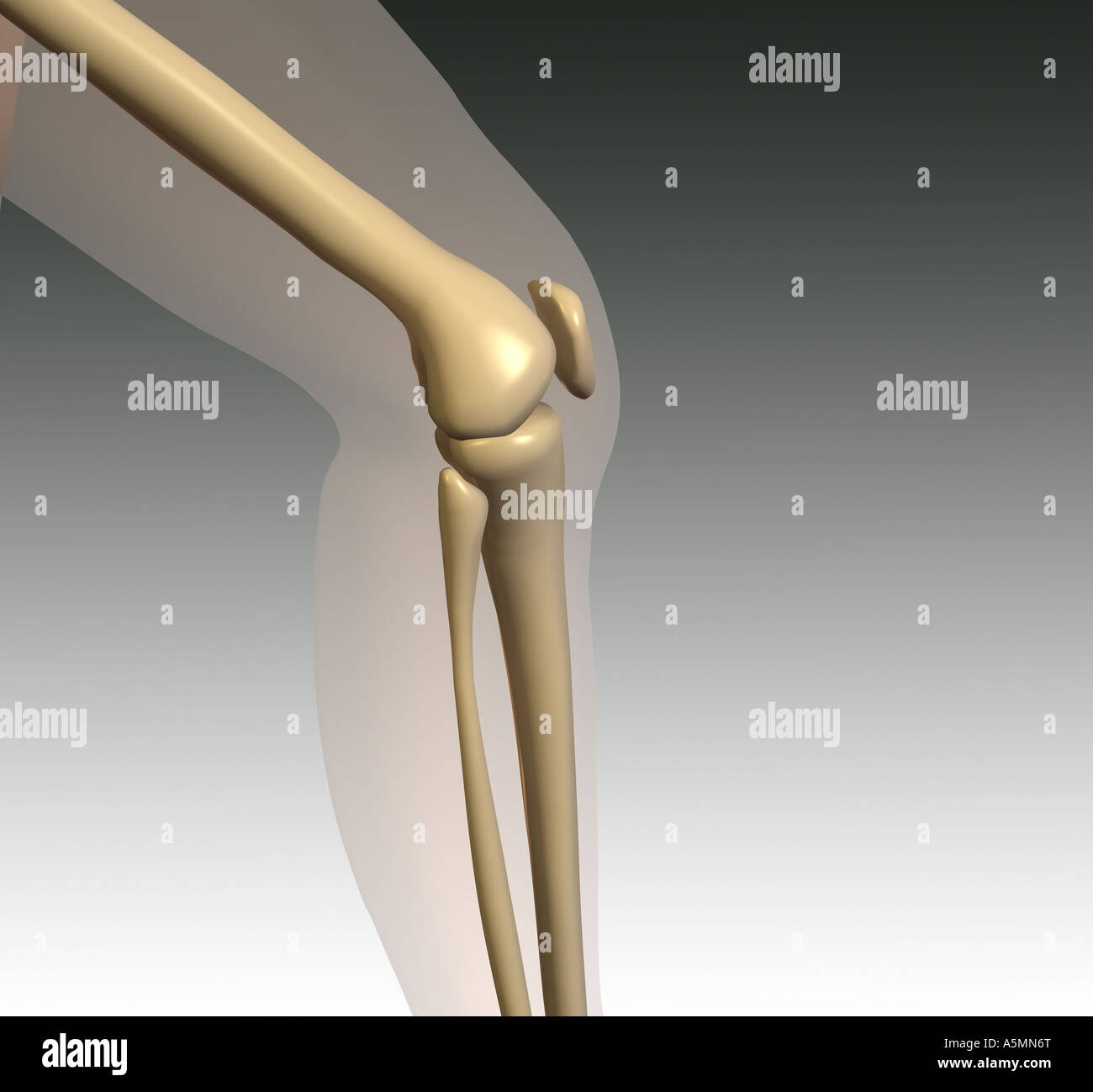 Anatomie Knie anatomia del ginocchio della gamba di medicina Foto Stock