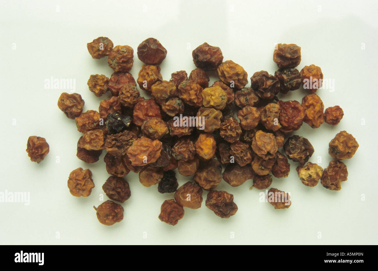 Eberesche Sorbus rowan sorbo Sorbus aucuparia sorbo EBERESCHE Beere Beeren Berry bacche bacca bacce reif reife matu maturi Foto Stock