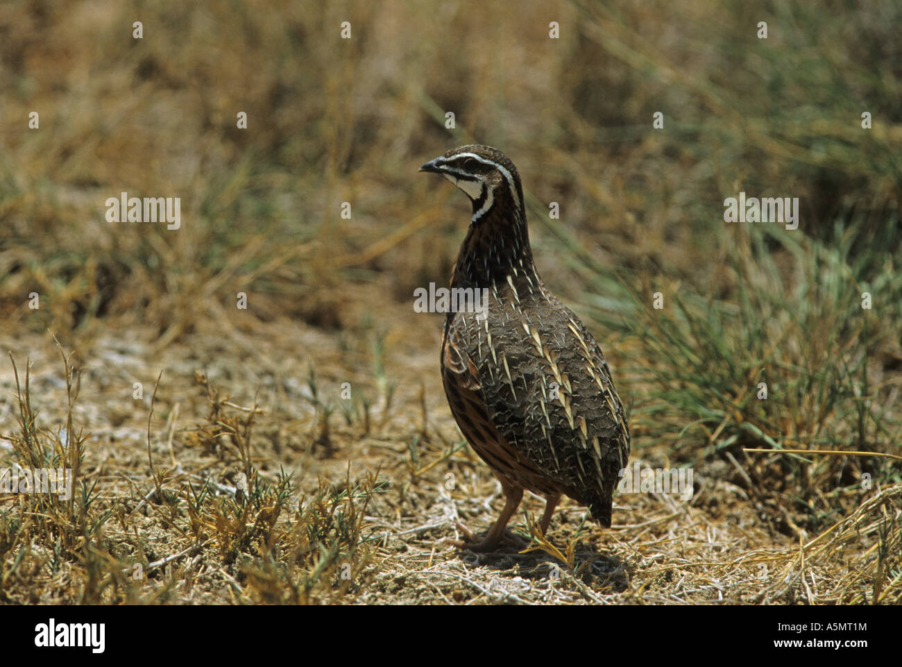 Arlecchino Quaglia Coturnix delegorguei Tanzania permanente Foto Stock