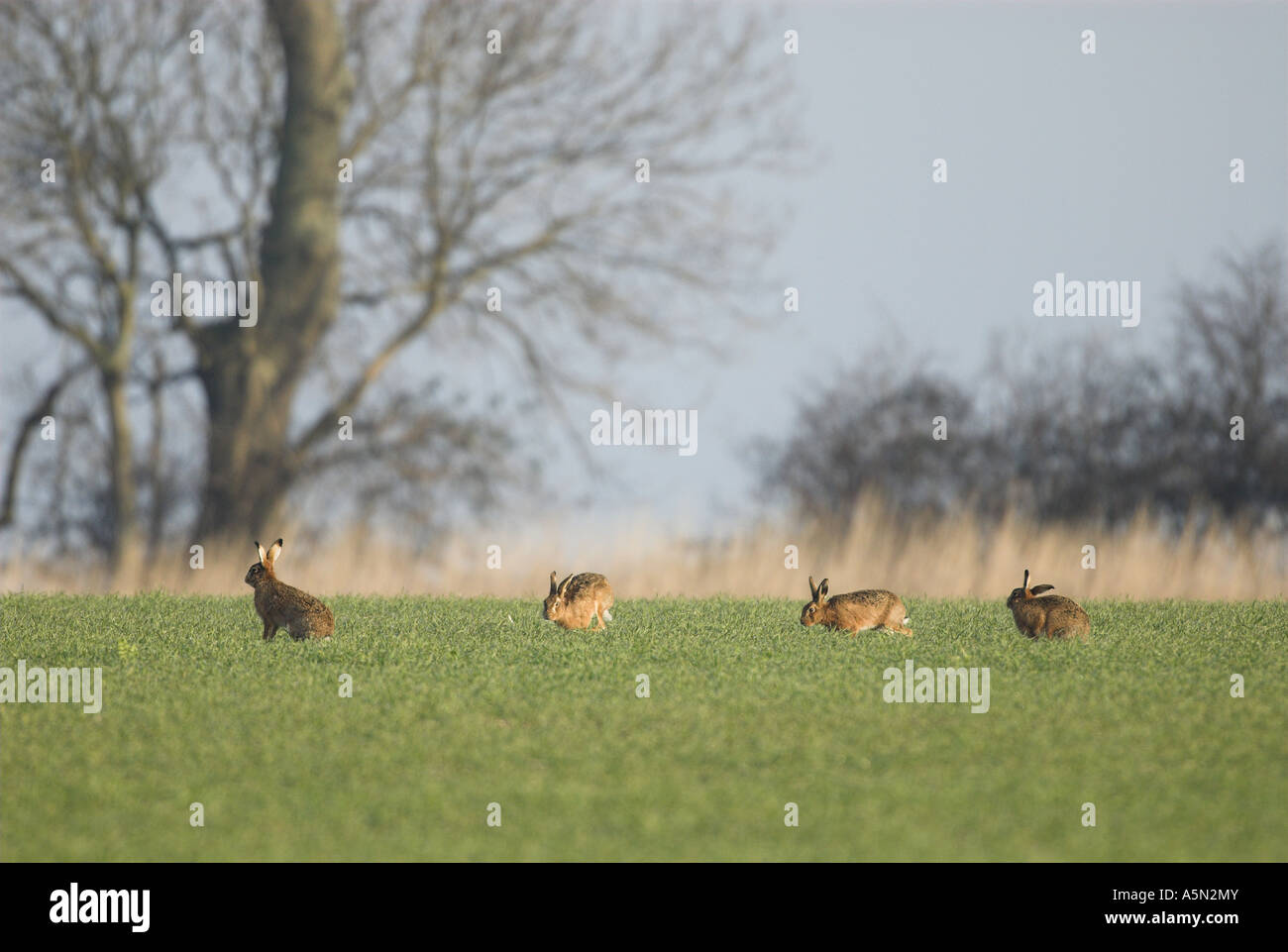 Brown lepre Lepus europaeus gruppo di quattro sul frumento invernale durante la stagione di accoppiamento NORFOLK REGNO UNITO Febbraio Foto Stock