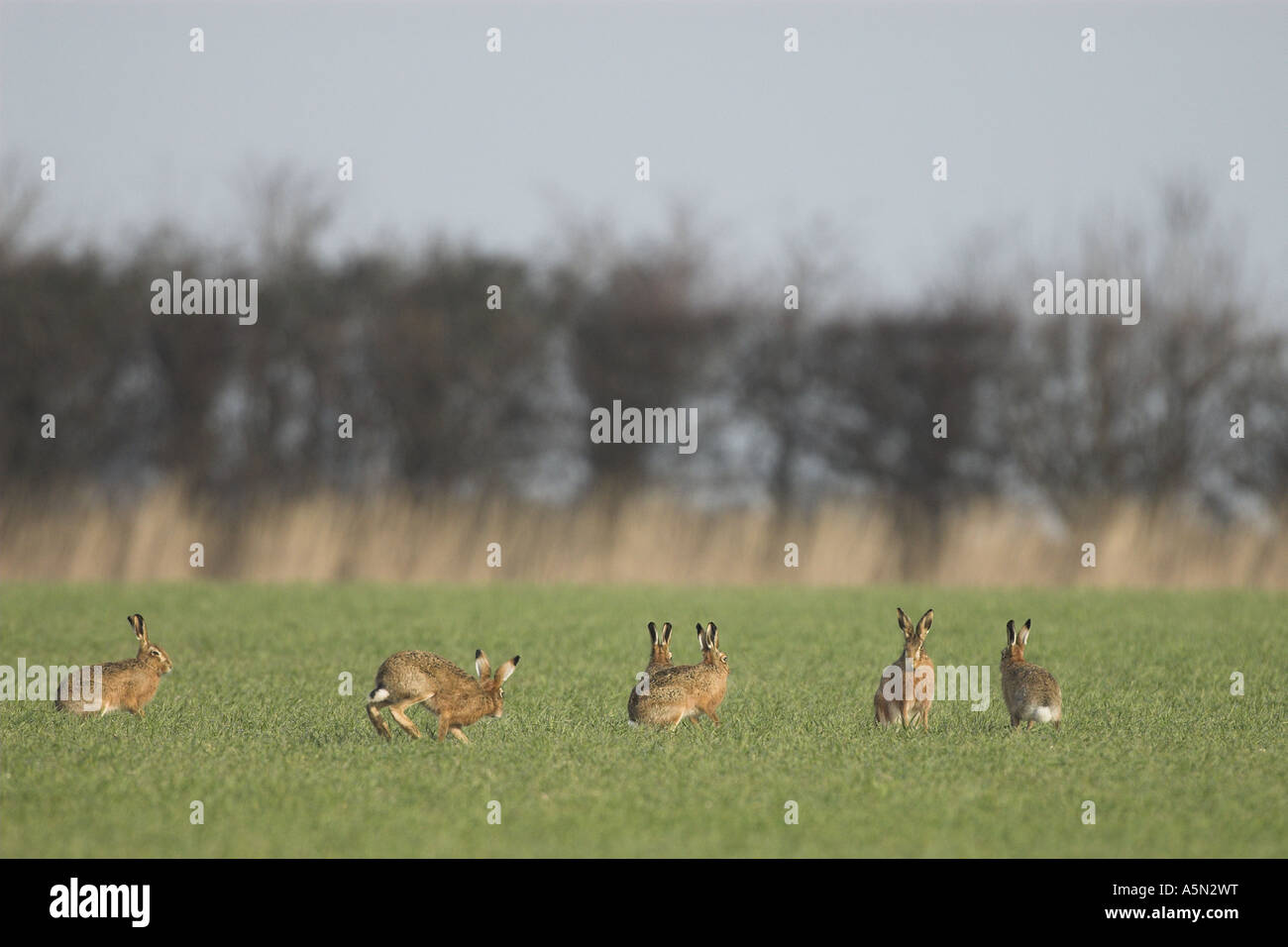 Brown lepre Lepus europaeus gruppo di sei sul frumento invernale durante la stagione di accoppiamento NORFOLK REGNO UNITO Febbraio Foto Stock