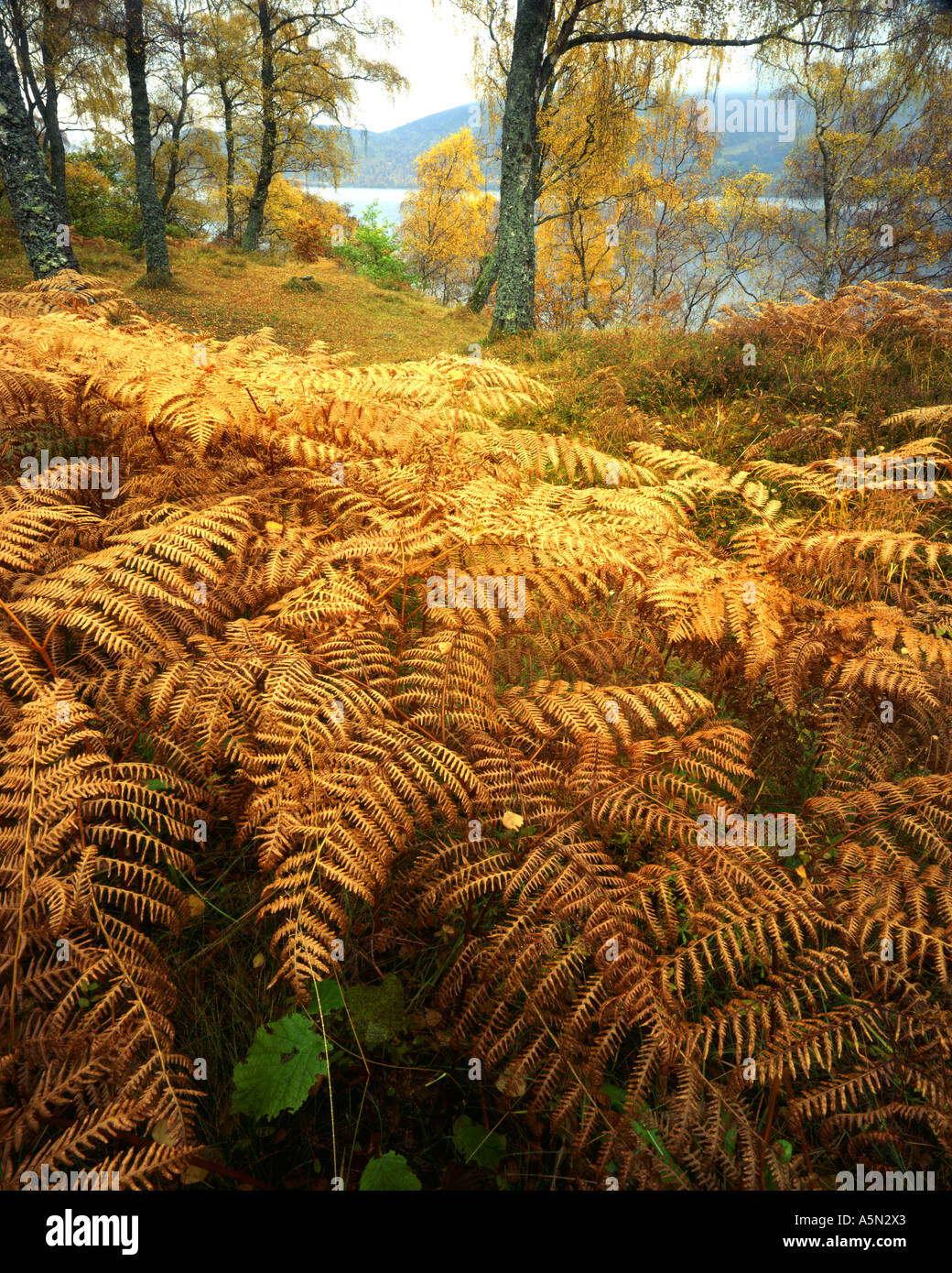 GB - Scozia: Autunno boschi lungo il Loch Rannoch Foto Stock