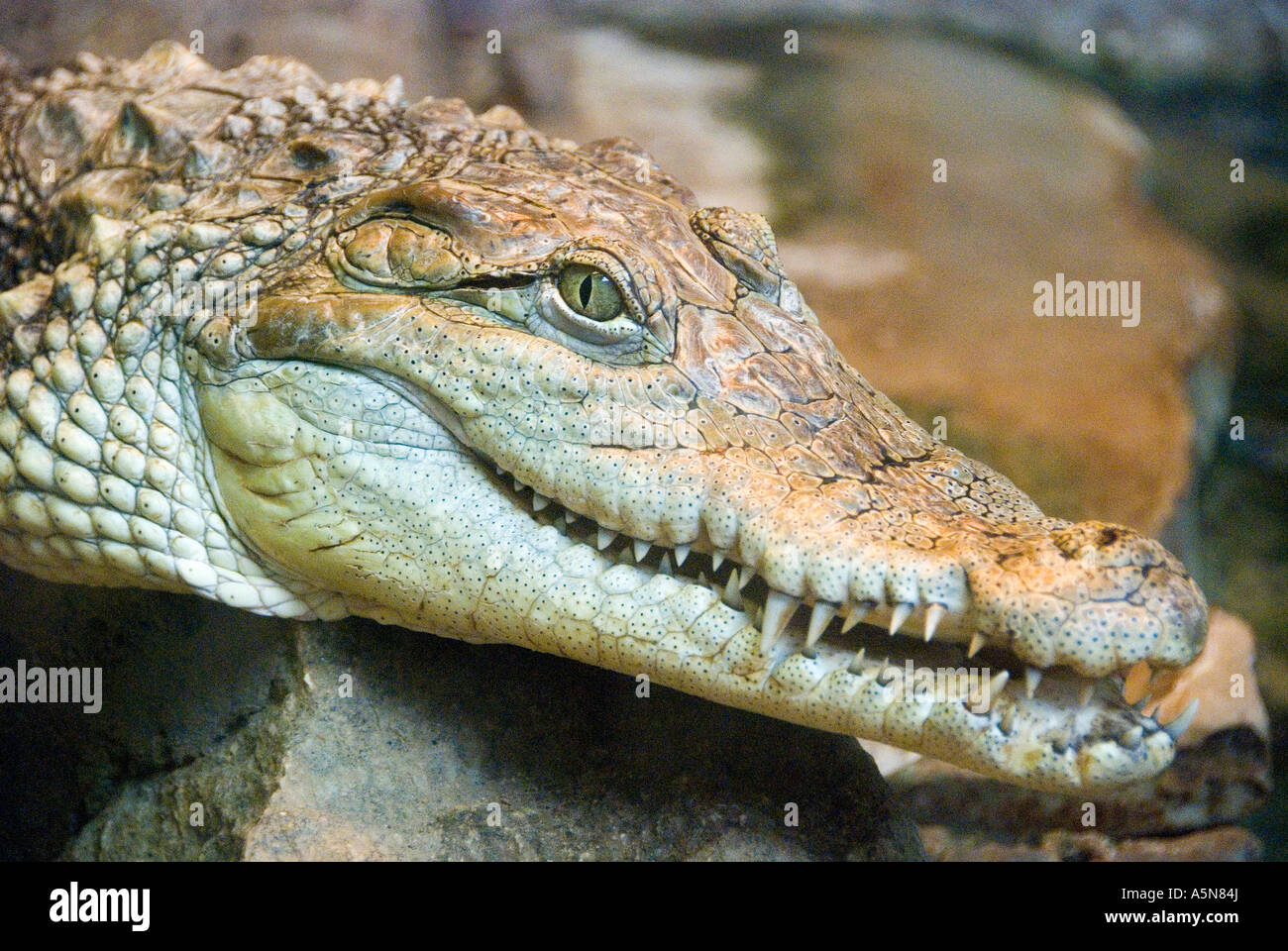 Coccodrillo Crocodylus Foto Stock