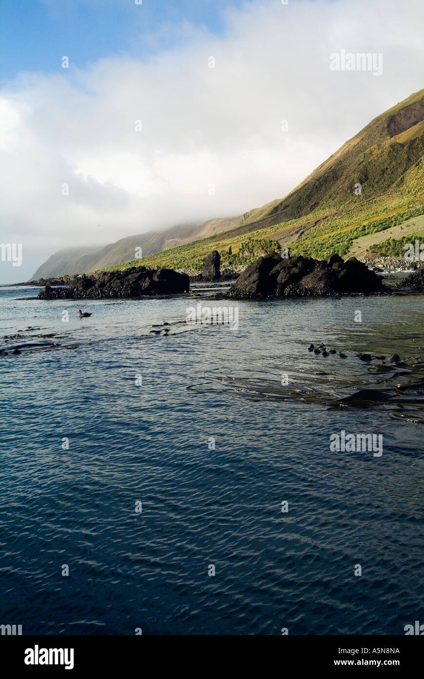 Lusitania Bay Macquarie Island Foto Stock