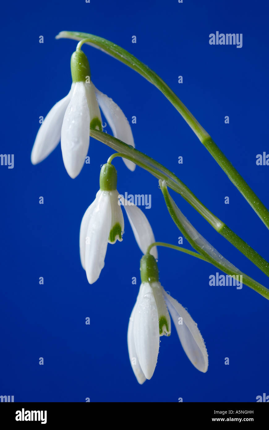 Snowdrops close up Galanthus gracilis Foto Stock