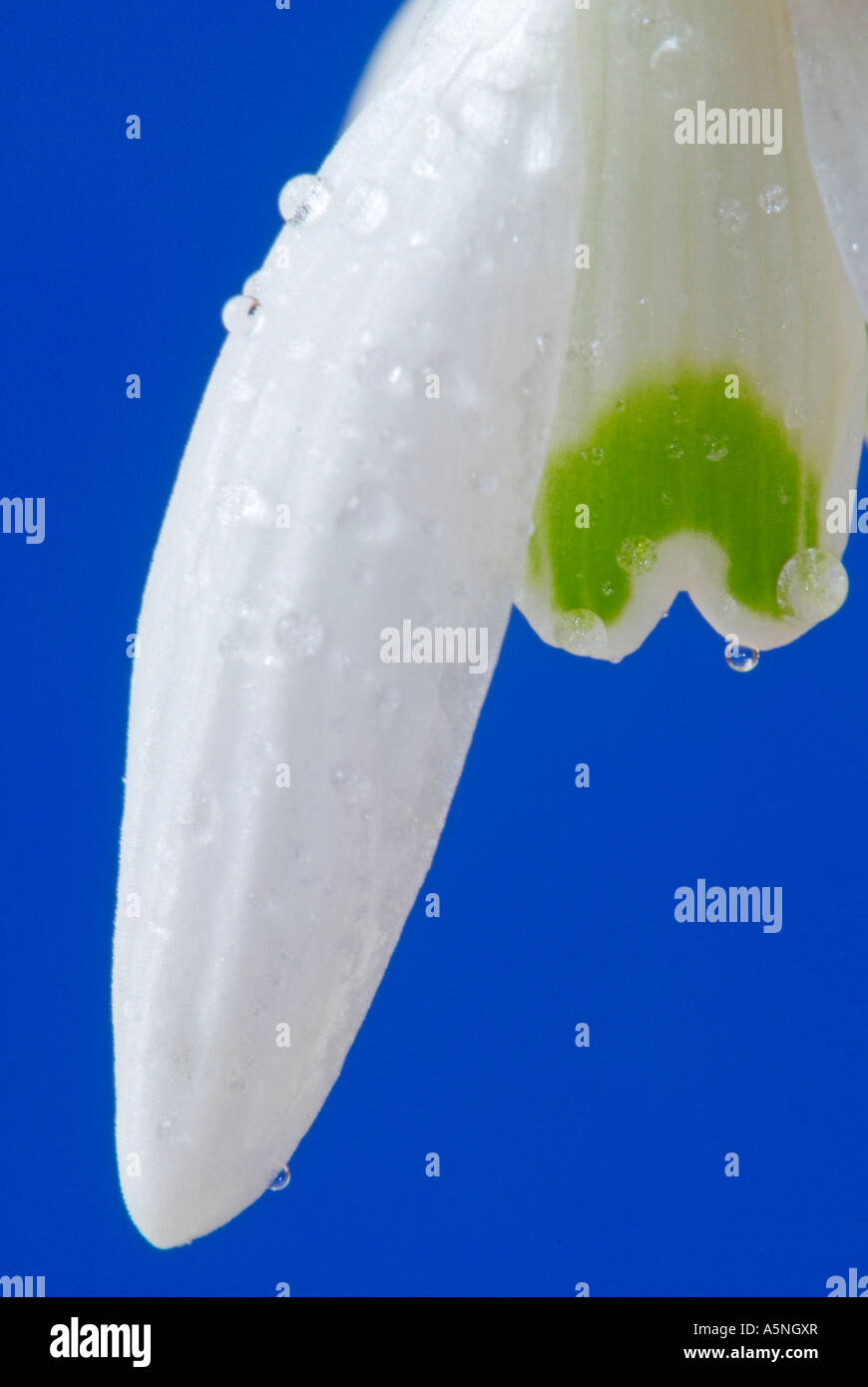Snowdrop close up Galanthus gracilis Foto Stock