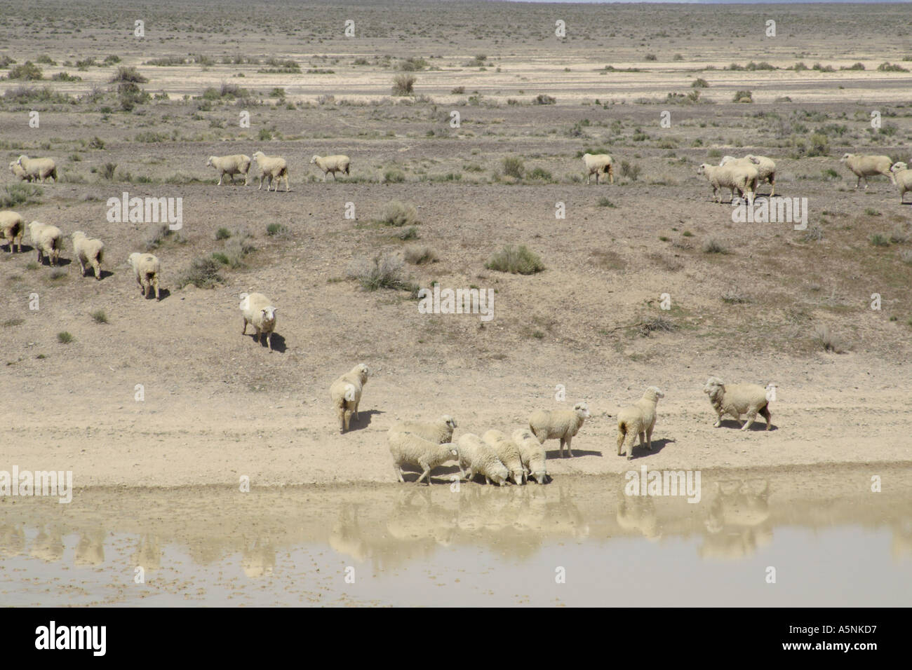 Gregge di pecore nel deserto dello Utah BLM land Foto Stock