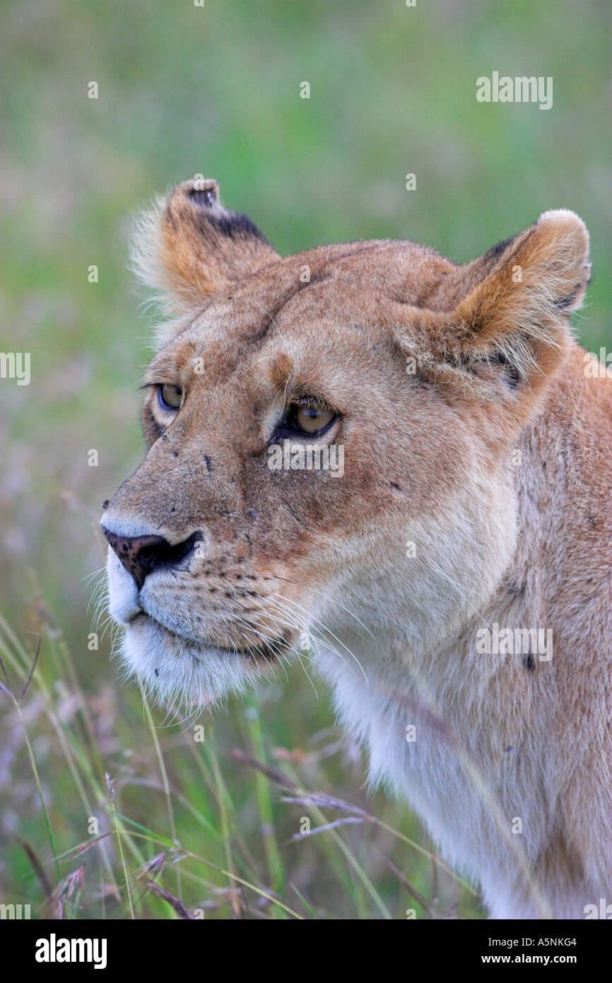 Lionness caccia in Masai Mara Kenya Africa Foto Stock