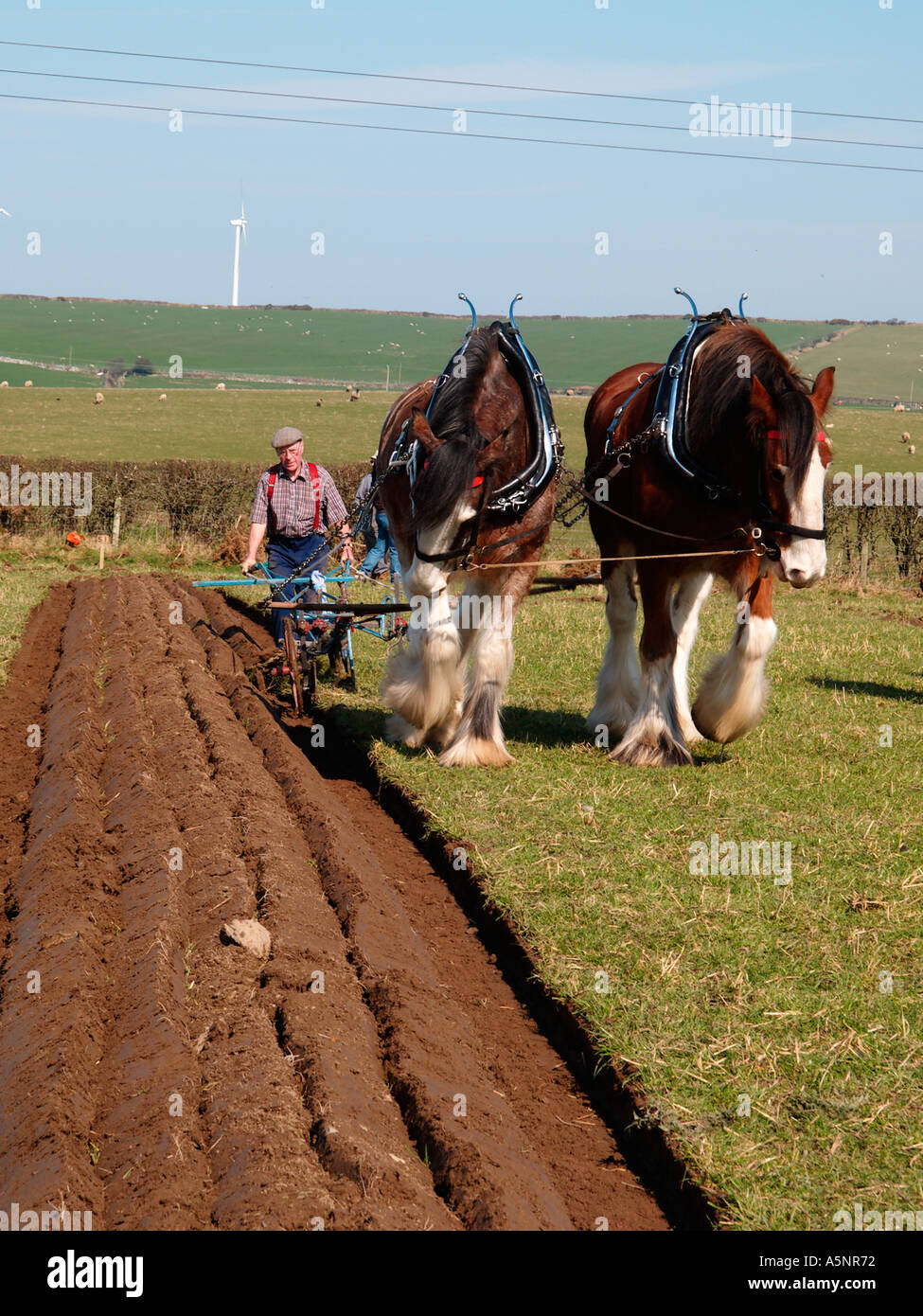 Coppia di Shire cavalli tirando vintage mano all aratro Anglesey Vintage Match di aratura. Isola di Anglesey North Wales UK Foto Stock