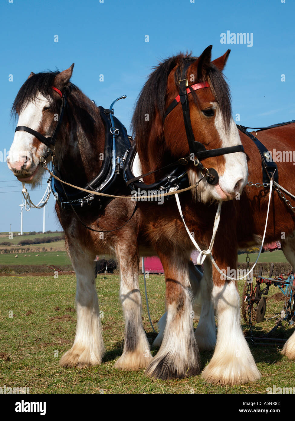 Coppia di Shire cavalli stavano insieme in appoggio in corrispondenza di Anglesey Vintage Match di aratura Anglesey North Wales UK Foto Stock