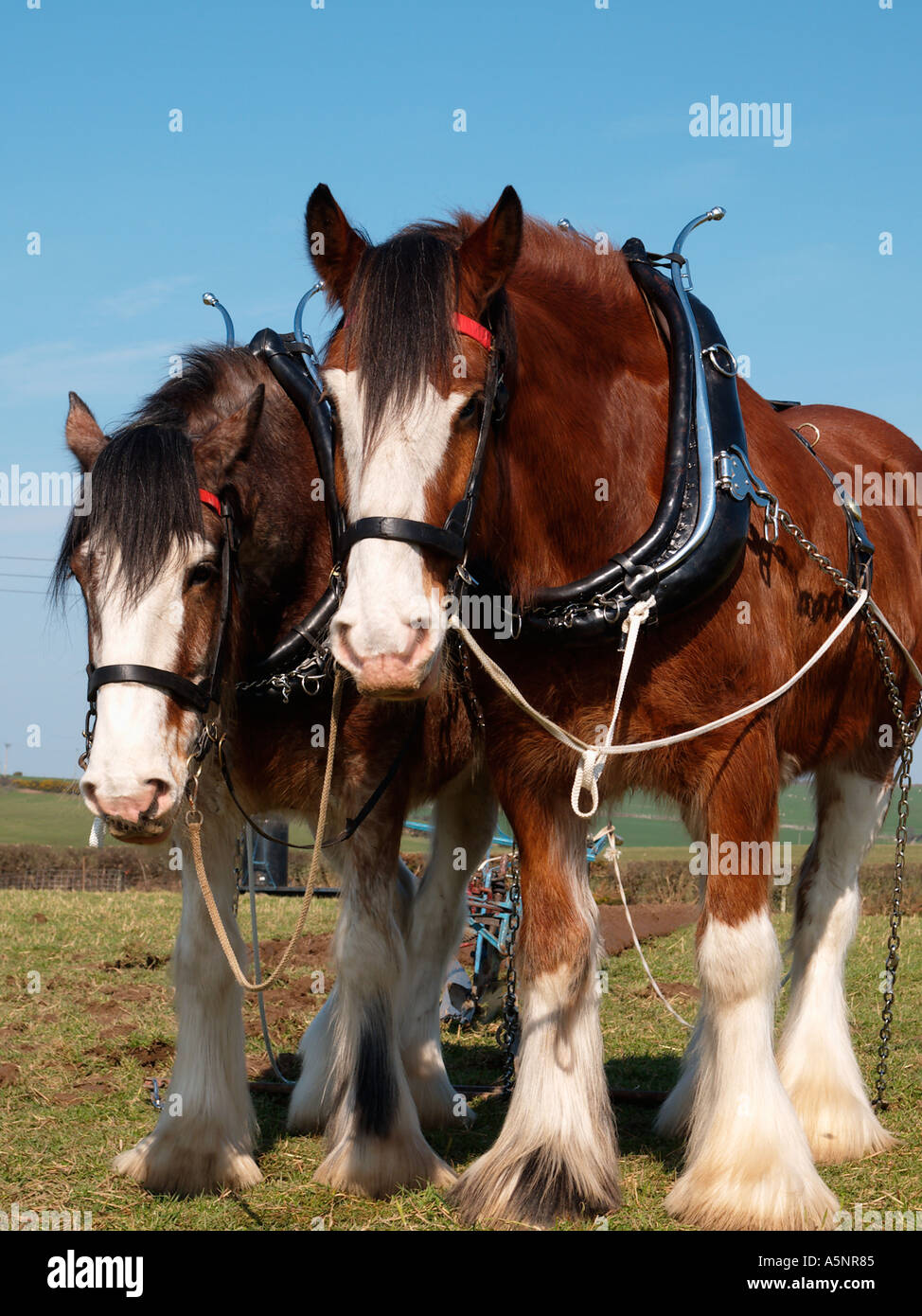 Coppia di Shire cavalli stavano insieme in appoggio in corrispondenza di Anglesey Vintage Match di aratura Anglesey North Wales UK Gran Bretagna Foto Stock