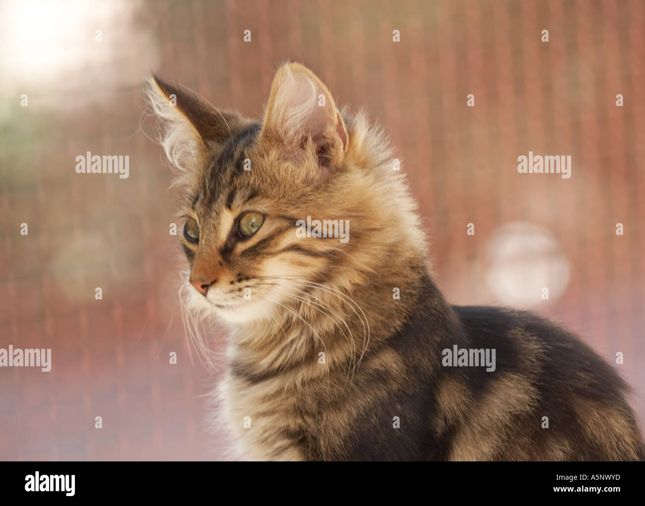 Cat in Sardegna Italia Foto Stock