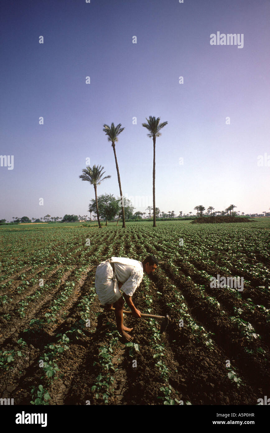 L'Egitto. Delta del Nilo. Agricoltore zappatura a mano sulla terra irrigata dal Nilo.. Foto Stock