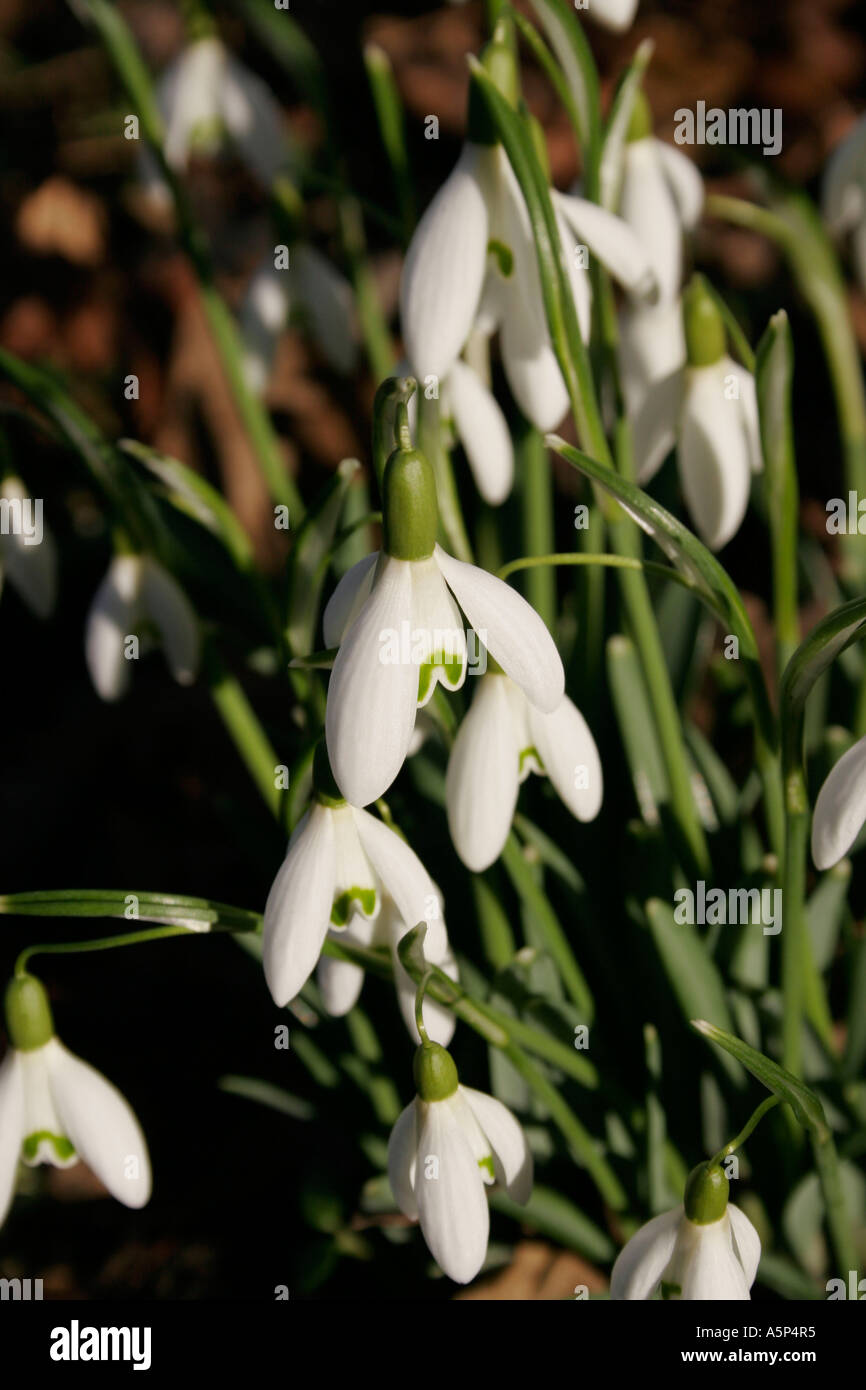Orticoltura. GALANTHUS. WILD SNOWDROP. Foto Stock