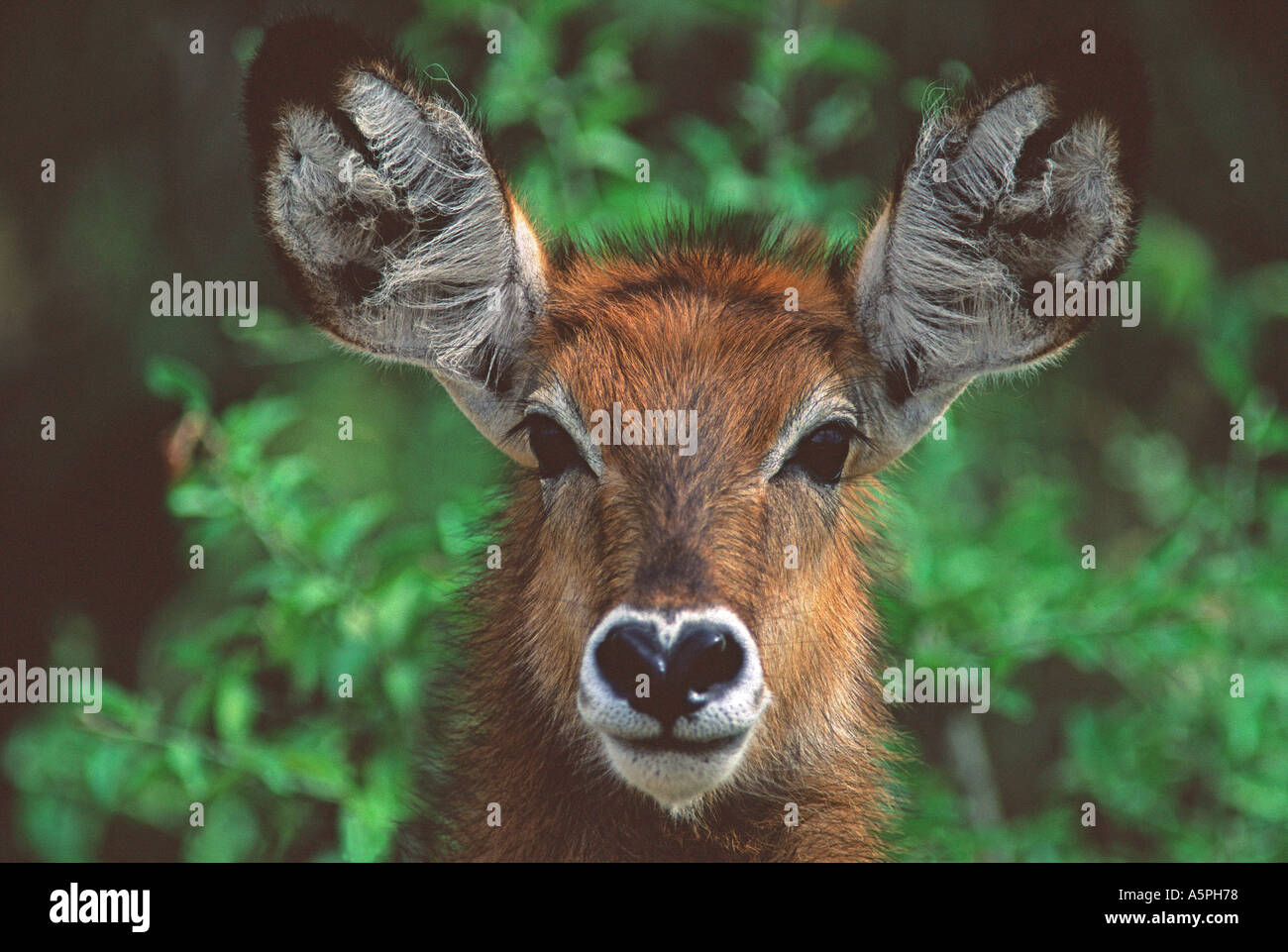 Ritratto di femmina immaturi Waterbuck comune Queen Elizabeth National Park in Uganda Africa orientale Foto Stock