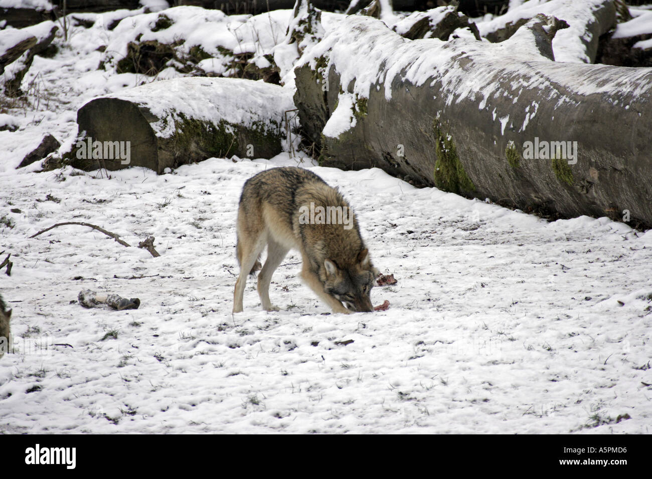 Lupo nella neve Foto Stock