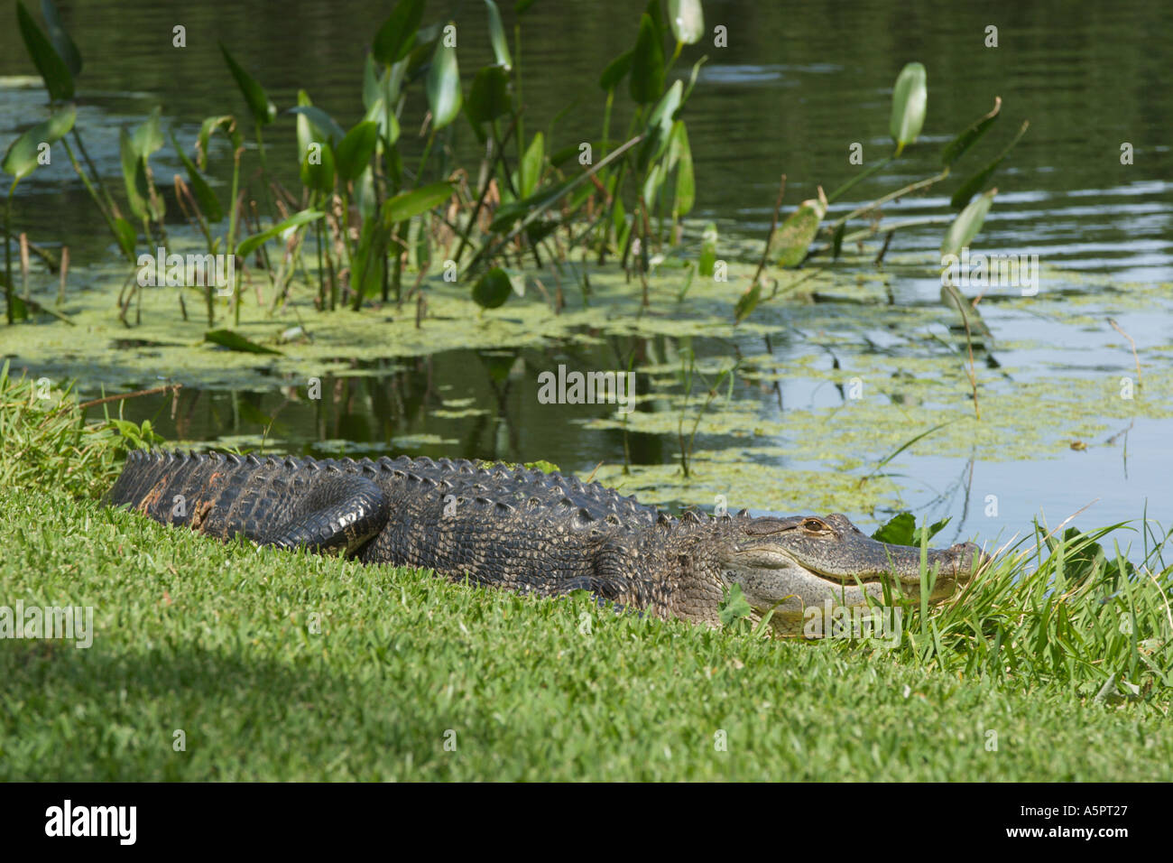 Feriti a coccodrillo americano crogiolarsi al sole sulla riva del lago nella Florida Centrale USA Foto Stock