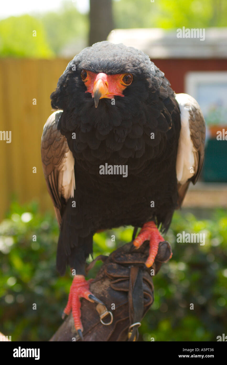 Bateleur eagle al Silver Springs Park in Ocala, Florida USA Foto Stock