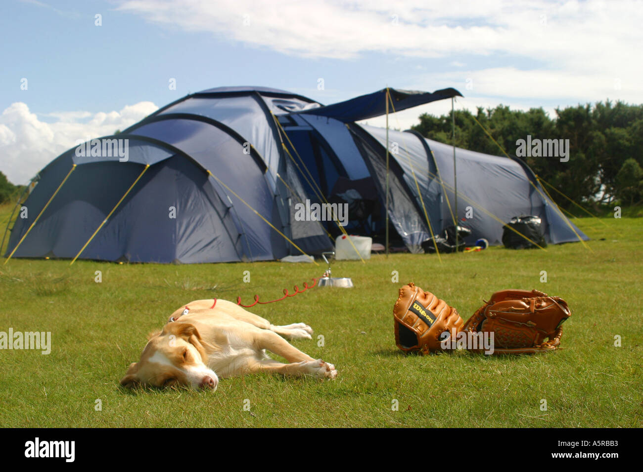Piantò la tenda in campeggio con il cane che giace dormono nella parte anteriore Foto Stock