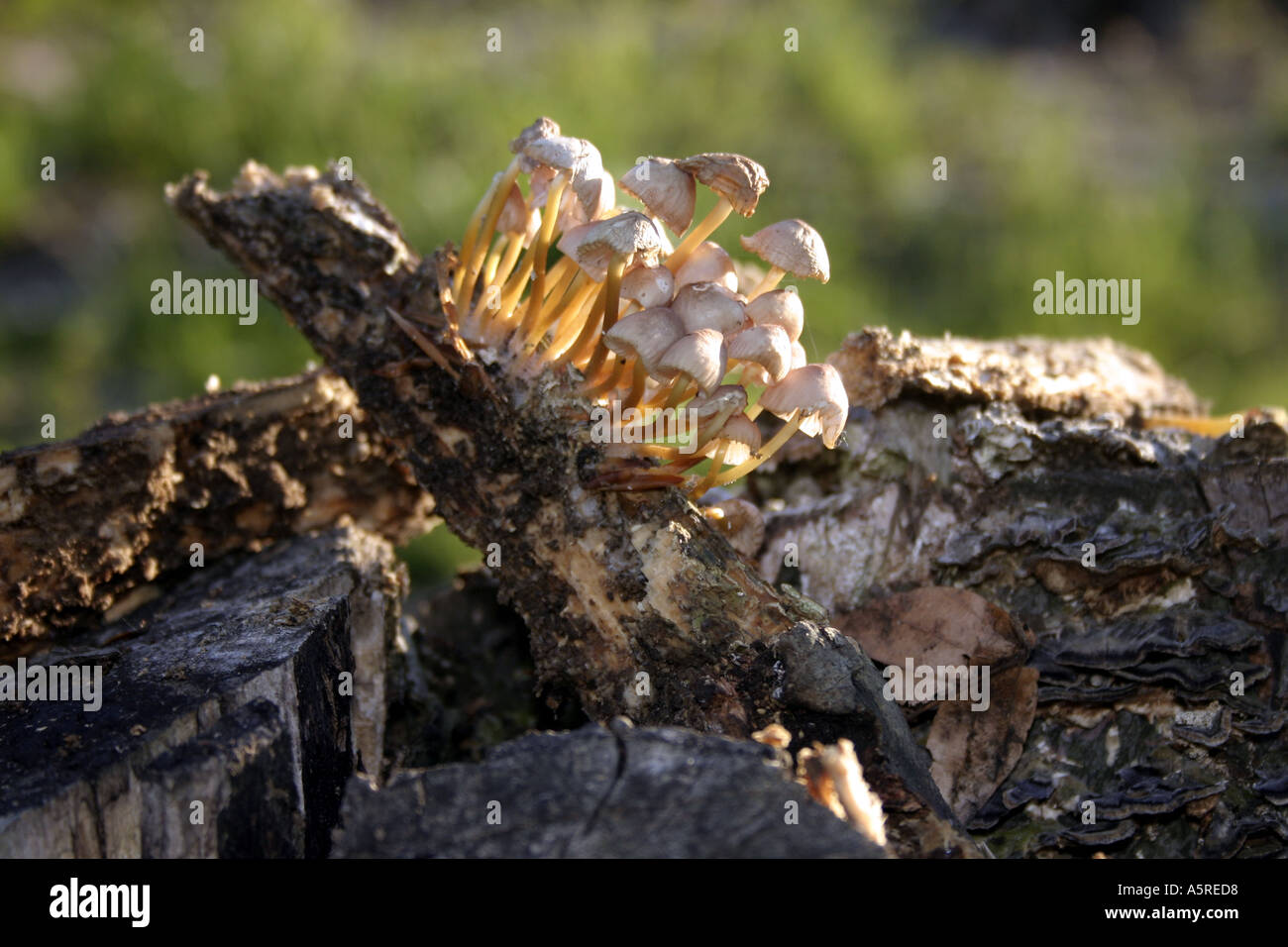 funghi selvatici Foto Stock
