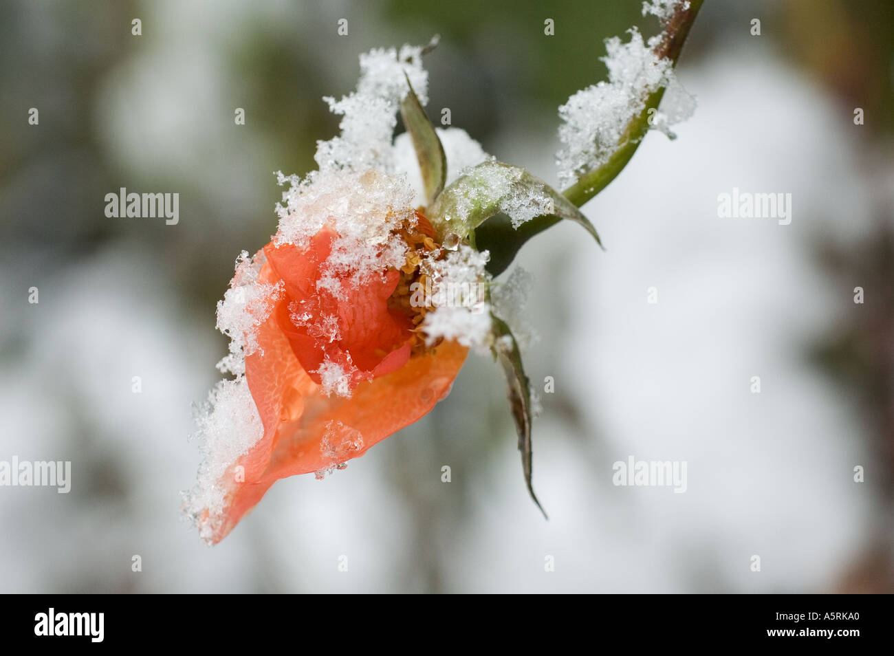 Ultimo rose garden coperto con la prima neve Insorgenza di inverno Foto Stock