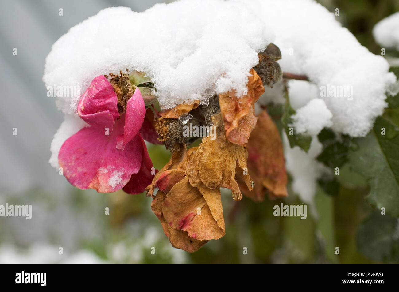 Ultimo rose garden coperto con la prima neve Insorgenza di inverno Foto Stock