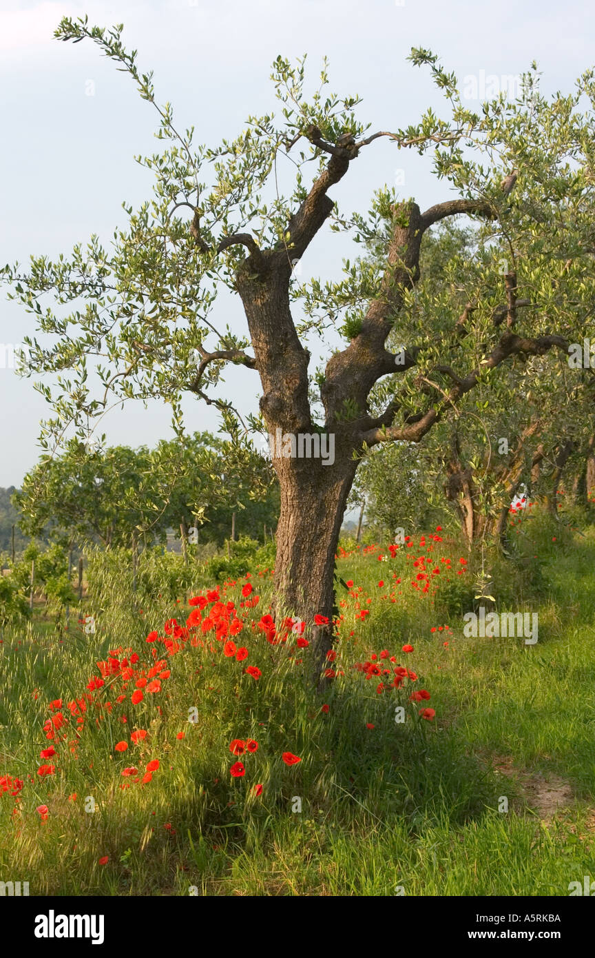 Albero di olivo con rosso semi di papavero in riva al lago di garda Lago di Garda vicino a Bardolino Veneto Veneto Italia Foto Stock