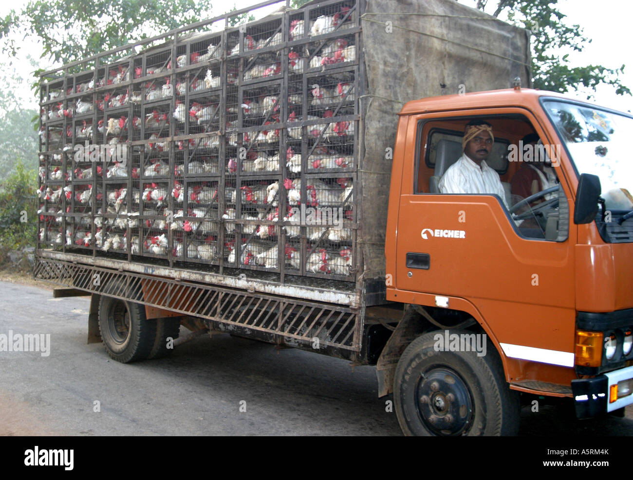 Caged,vivere ,i polli vengono trasportati da camion in Orissa India Foto Stock