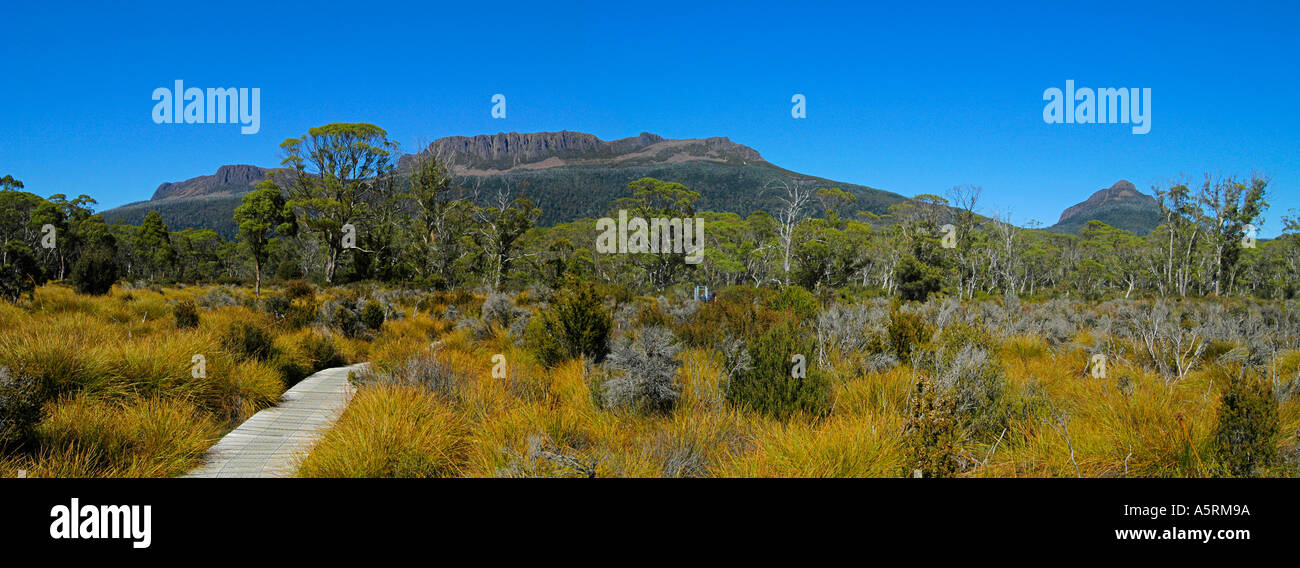 Passeggiata sulla pianura di narciso su overland track in cradle mountain nationalparktasmania australia Foto Stock