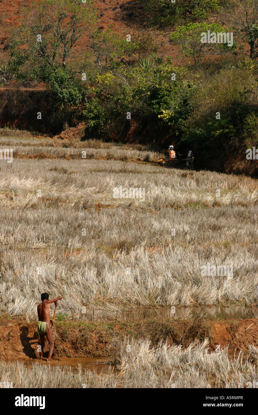 Tribali tradizionali diritti ereditari di terreni agricoli in Orissa è contestata da varie Indian organi di governo Foto Stock