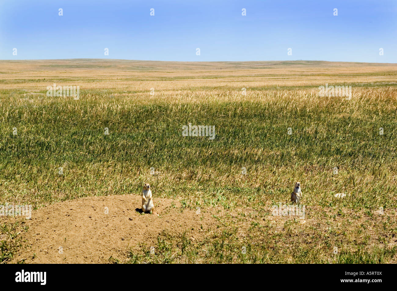I cani della prateria in Buffalo Gap National praterie di erba mista prairie vicino alla parete Sud Dakota Foto Stock I cani della prateria in Buffalo Gap National praterie di erba mista prairie vicino alla parete Sud Dakota Foto Stock