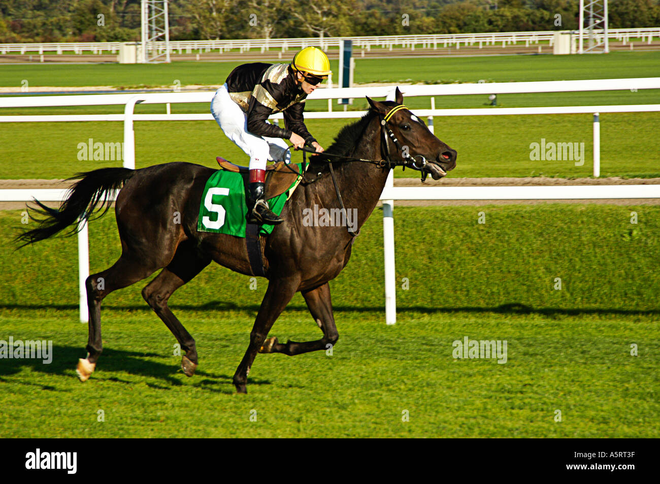 Corse al galoppo cavallo Foto Stock