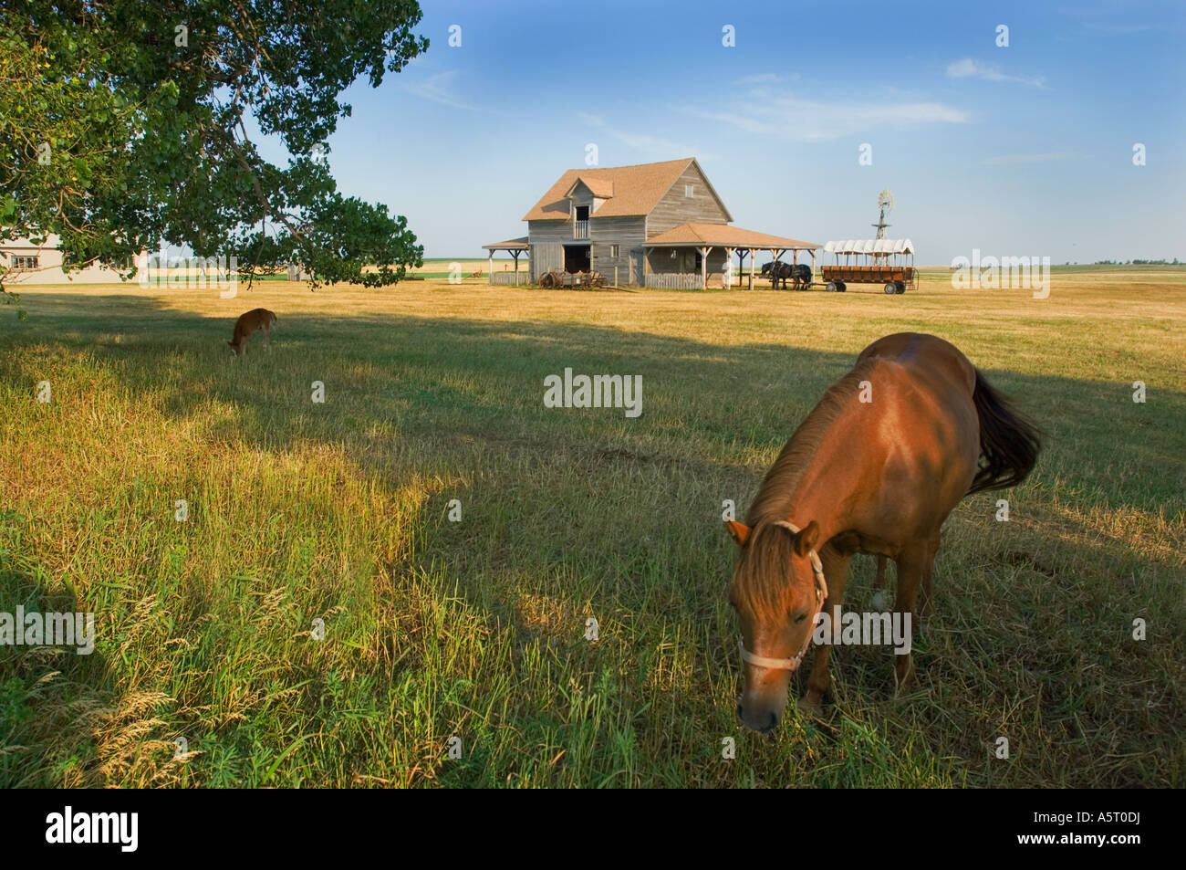 Pony vicino il granaio a Ingalls Homestead vicino a De Smet SD dove Laura Ingalls e la sua famiglia ha vissuto nel 1880 Foto Stock