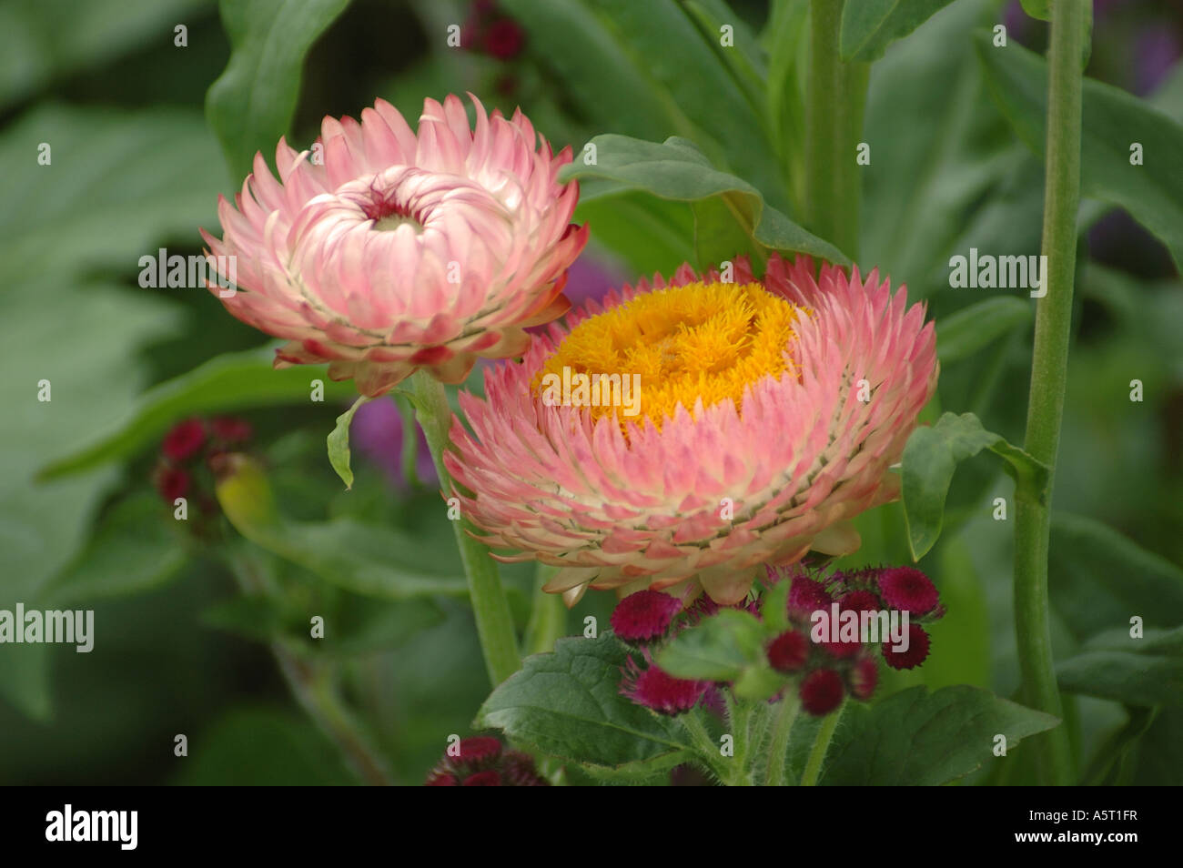 Due fiori di colore rosa Foto Stock