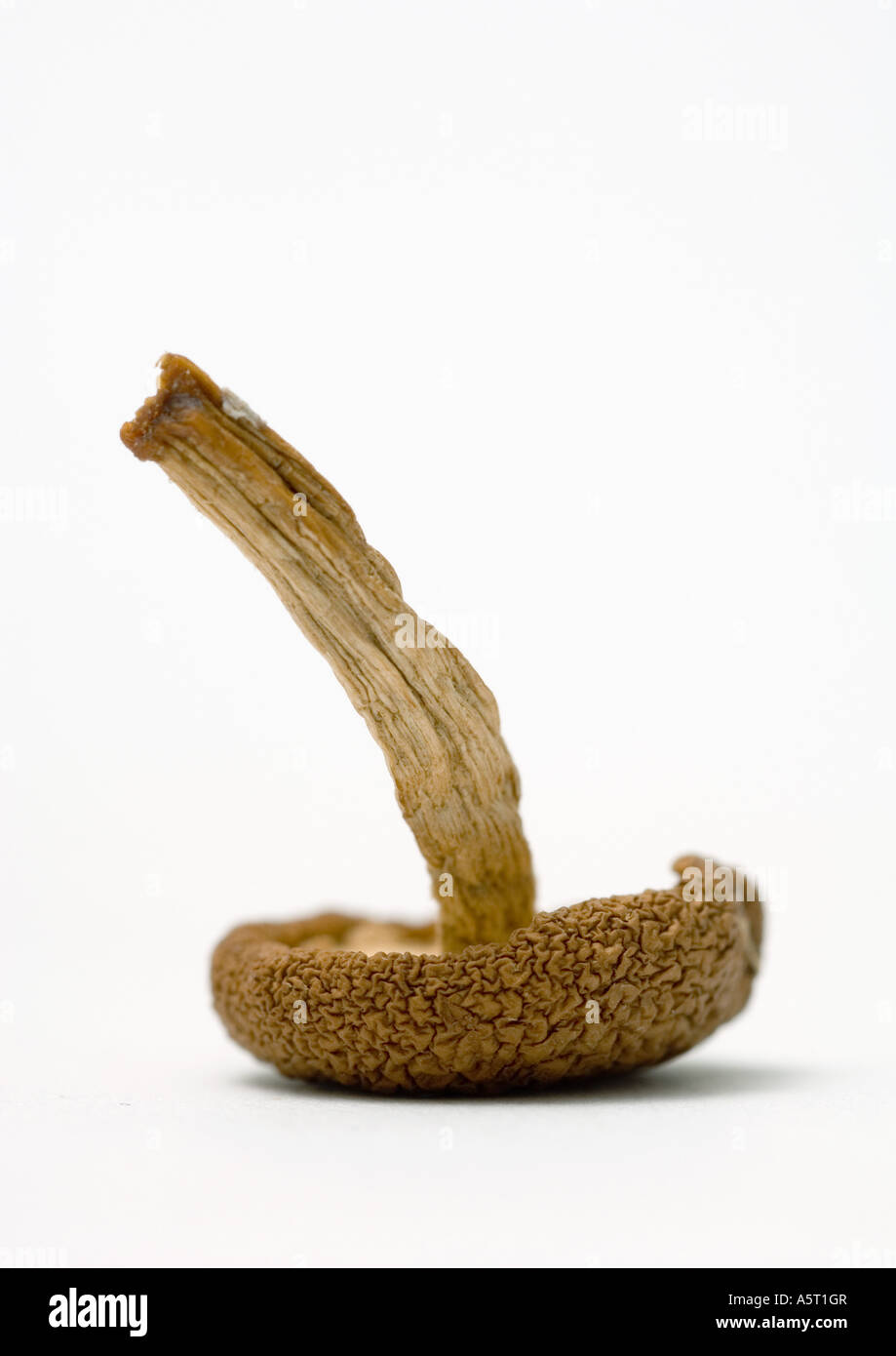 Funghi secchi Foto Stock