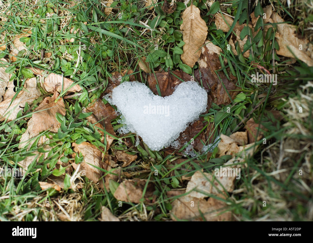 Di ghiaccio in forma di cuore in erba Foto Stock