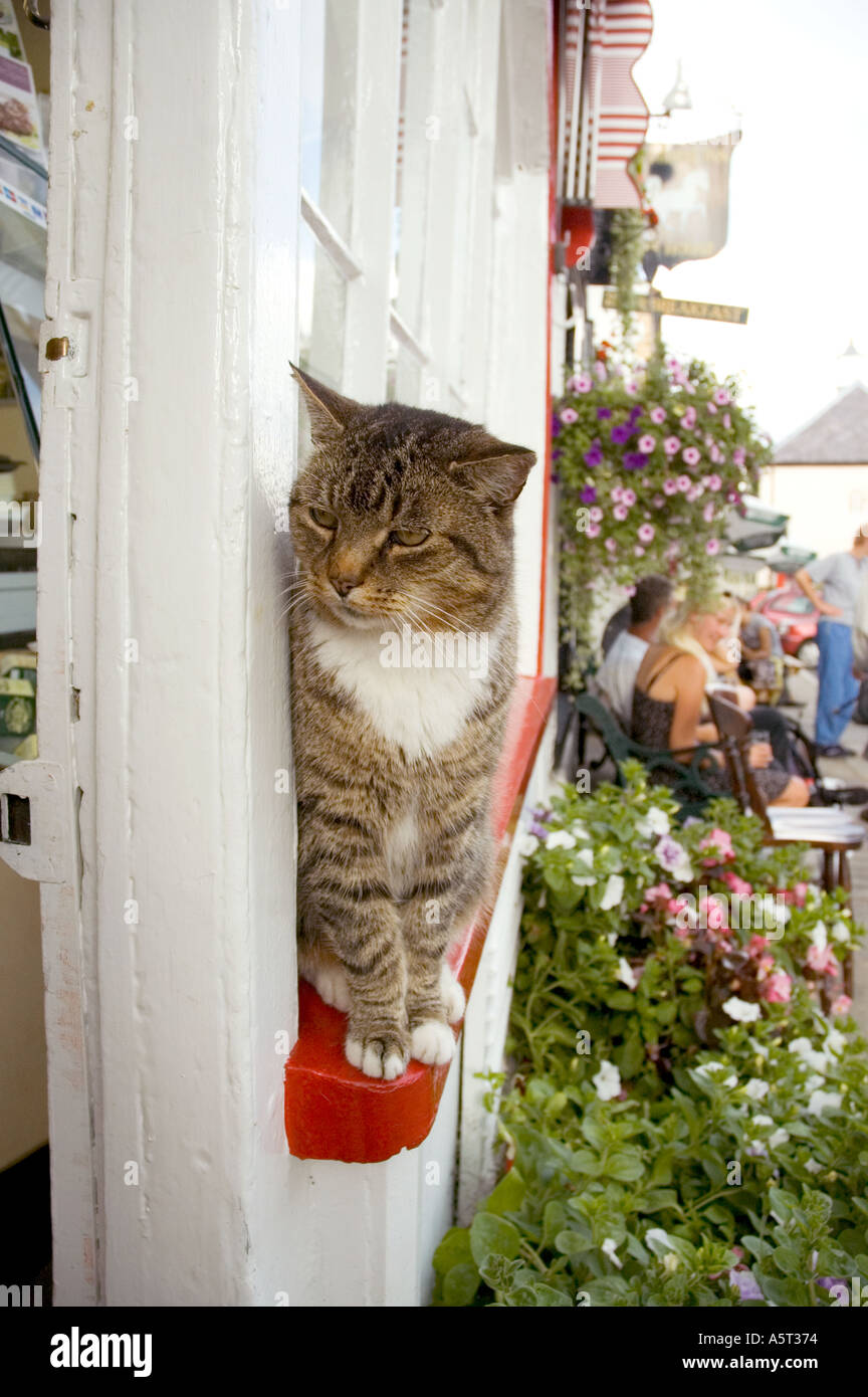 Un gatto si siede su un davanzale al villaggio di macelleria a Clun, Shropshire, Regno Unito. Foto Stock