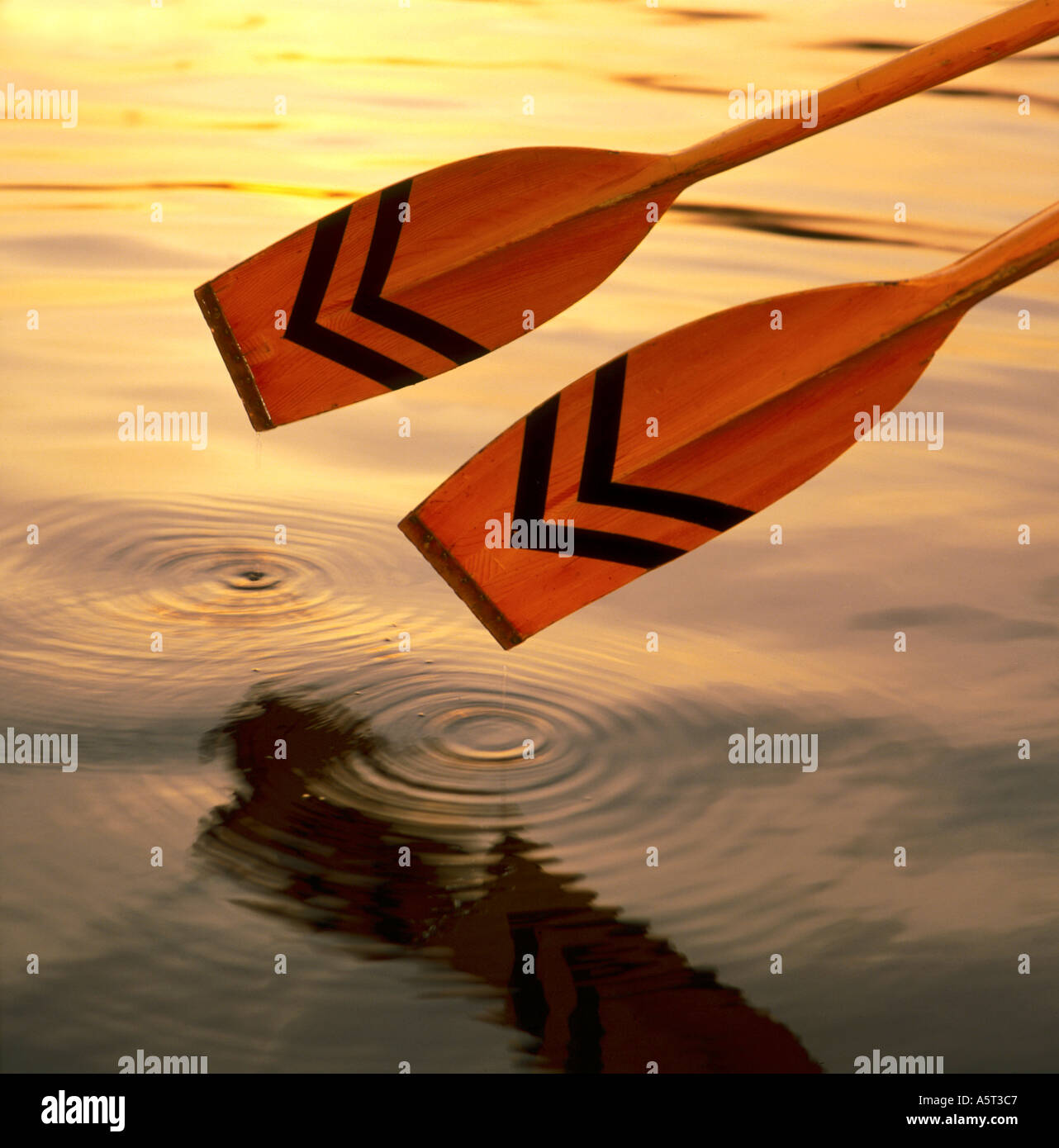 Estremità di due remi sculling al di sopra di gocciolamento di acqua con ondulazioni in acqua tramonto riflesso in acqua Foto Stock