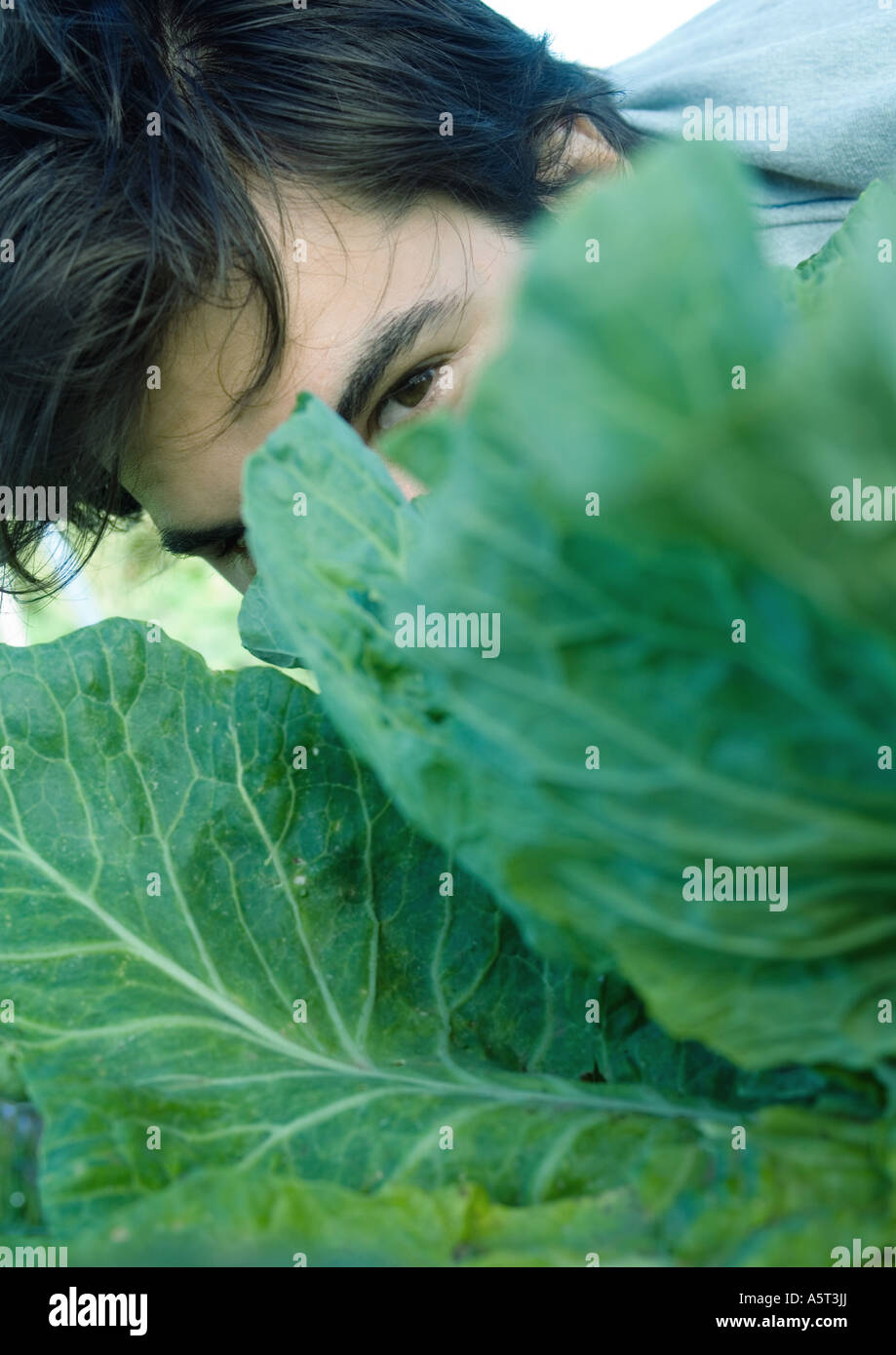 Uomo che guarda su foglie di cavolo, close-up Foto Stock