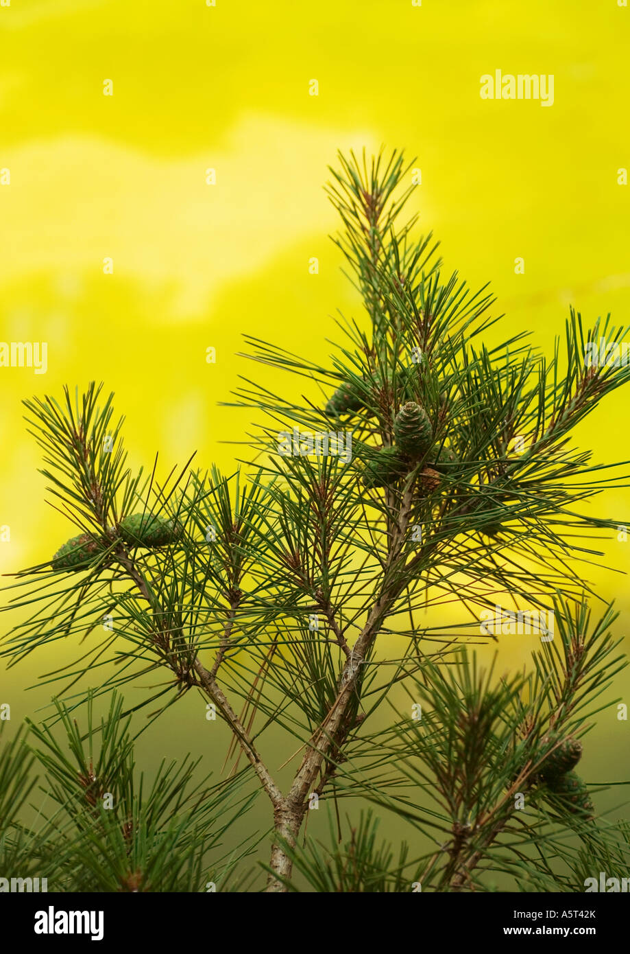Filiale del pino Foto Stock