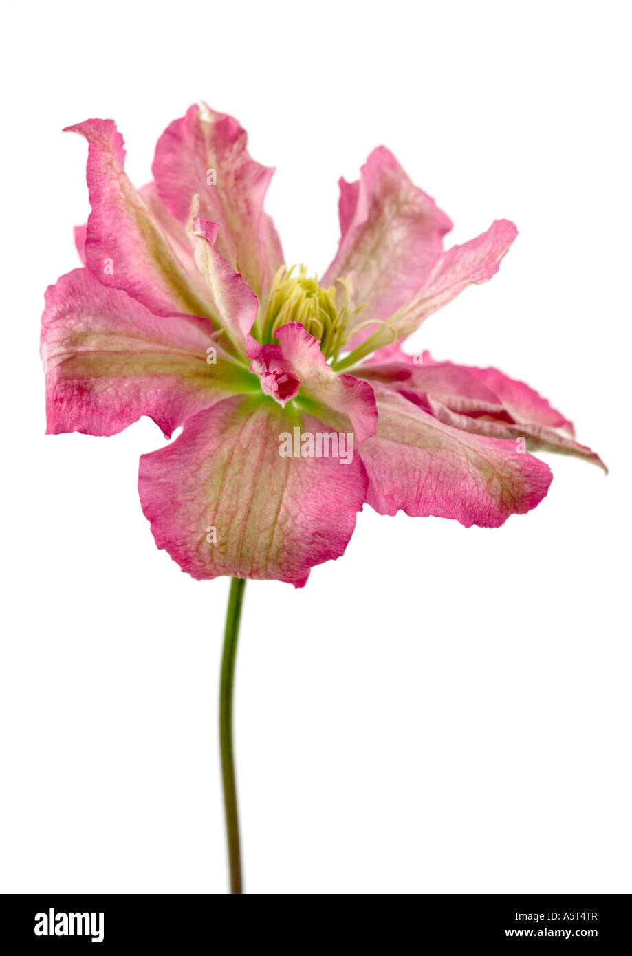 La clematide blossom, close-up Foto Stock
