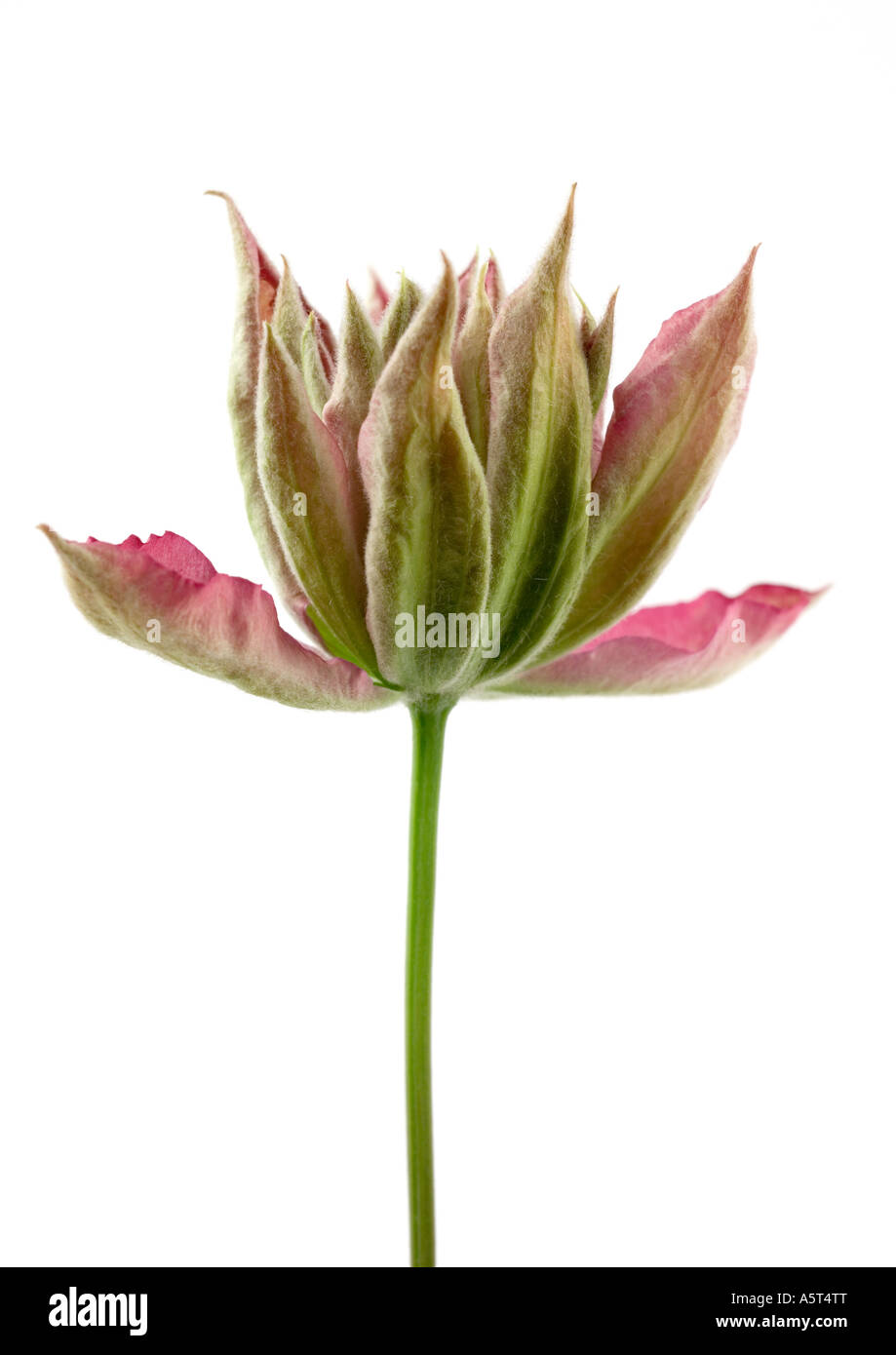 La clematide blossom, close-up Foto Stock