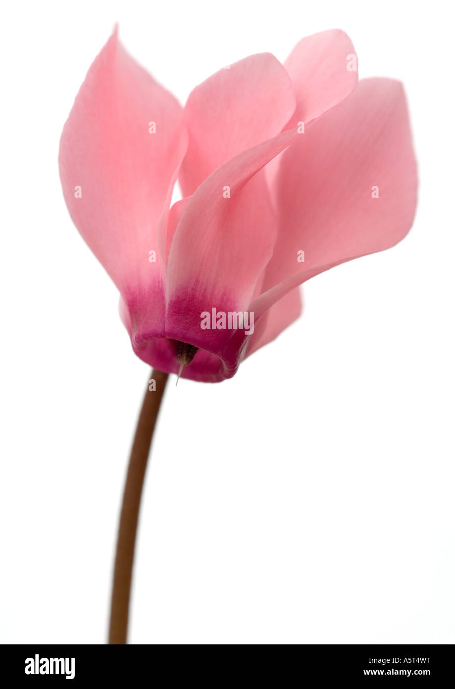 Rosa ciclamino fiore, close-up Foto Stock