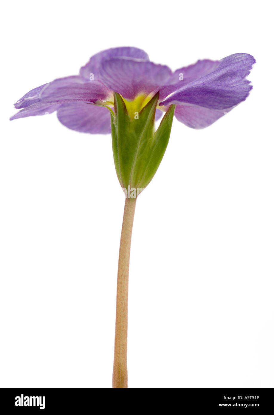Primrose fiore, close-up Foto Stock