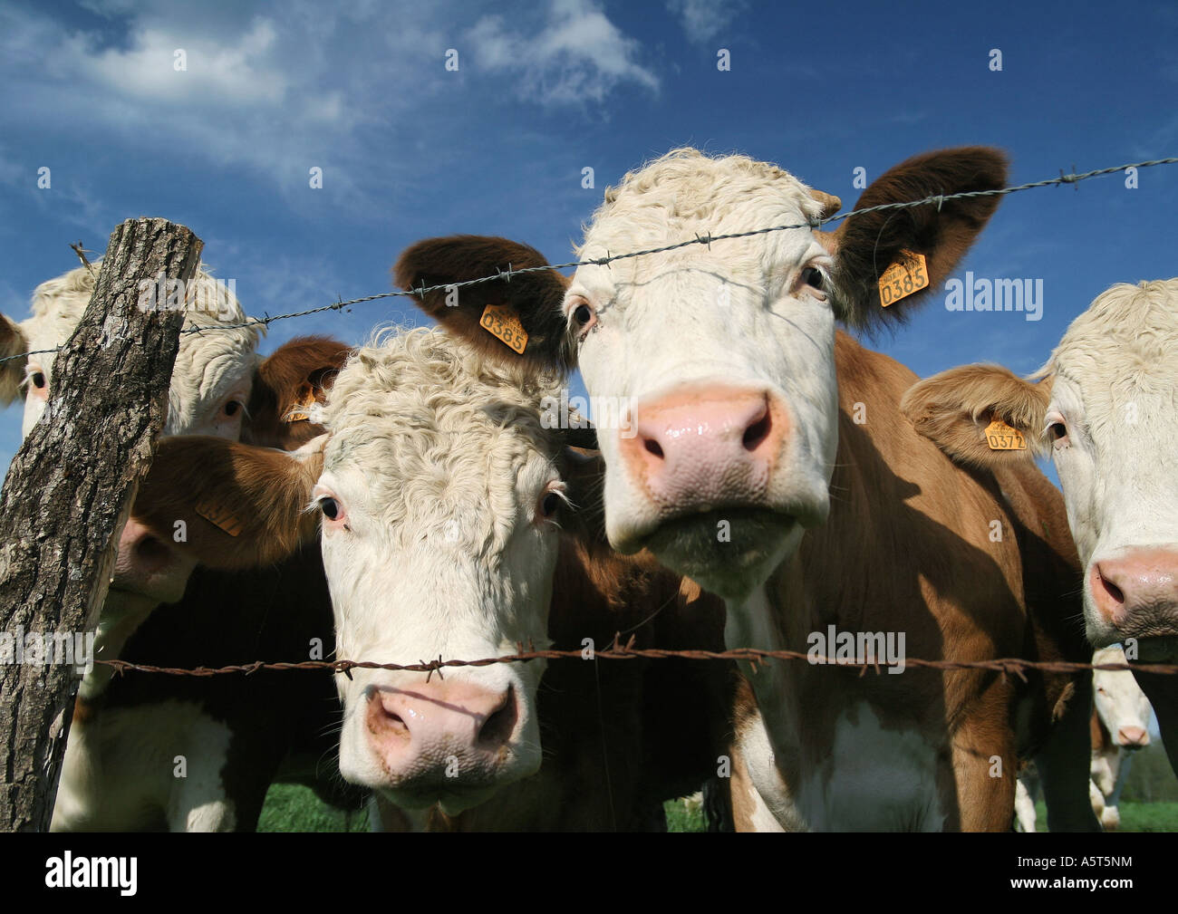 Vacche guardando attraverso il filo spinato, close-up Foto Stock